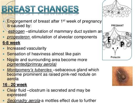 areola during pregnancy pictures|8 Common Breast Changes During Pregnancy